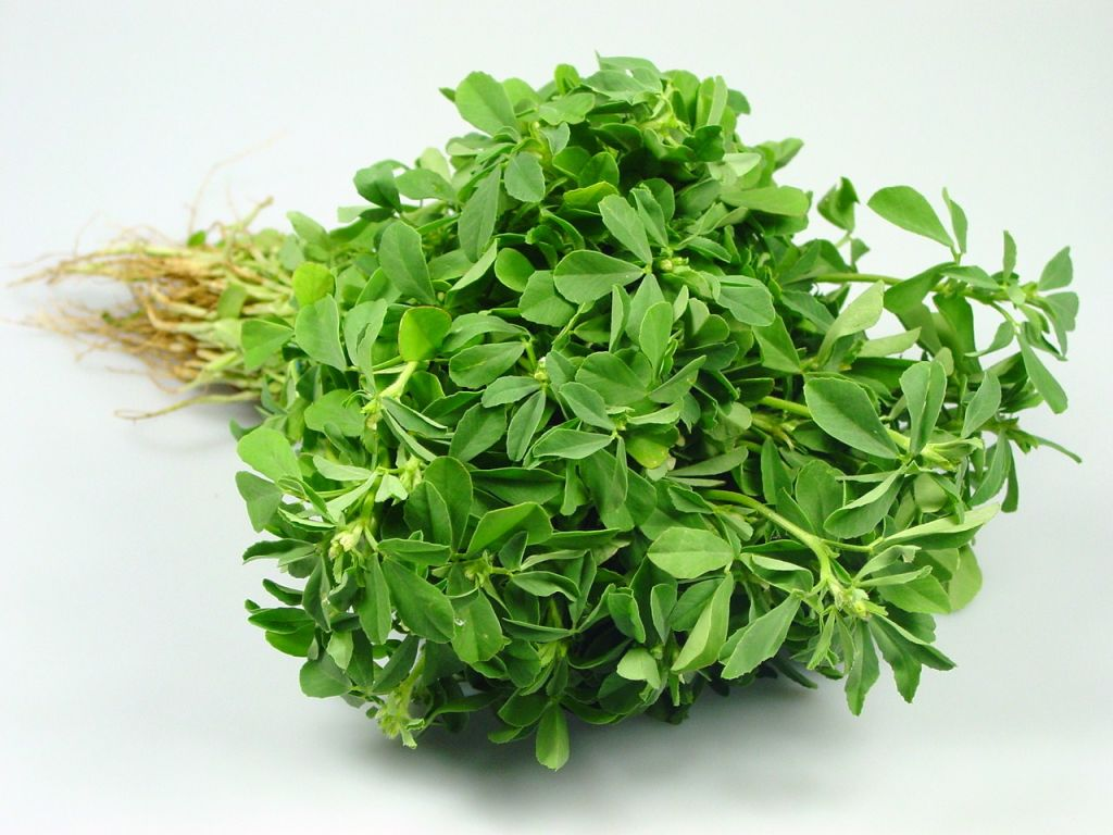 METHI LEAF HERB
