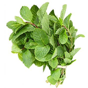 MINT HERB
