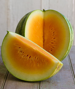 WATERMELON SEEDLESS RED MEDIUM