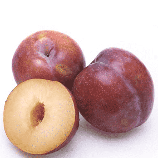 PLUMS BLACK ROUND LARGE