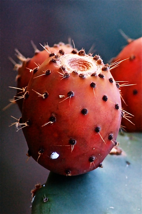 CACTUS PEARS RED