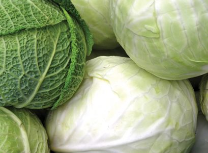 CABBAGE GREEN
