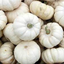 PUMPKIN ORANGE/WHITE SMALL 