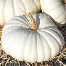PUMPKIN WHITE FLAT  LARGE