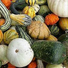 PUMPKIN GOURD  LARGE