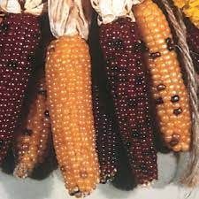 INDIAN CORN DRY SMALL