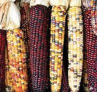INDIAN CORN DRY MEDIUM